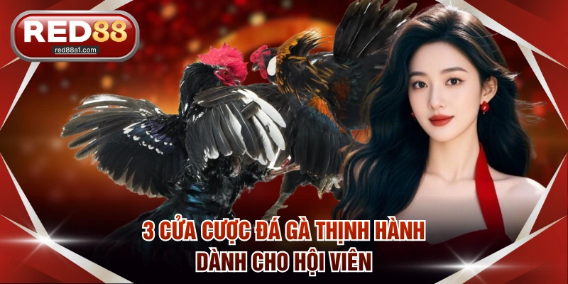 Đá Gà Online RED88 - 3 Loại Hình Thi Đấu Và Kèo Hot Nhất - comet89