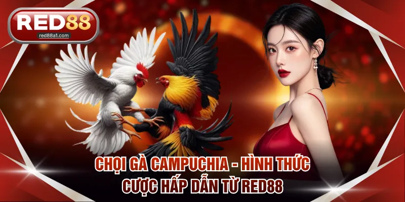 Chọi Gà Campuchia - Cách Thức Giải Trí Đặc Sắc Trên RED88 - comet89