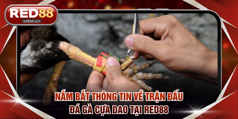 Đá Gà Cựa Dao - Đấu Trường Sinh Tử, Cực Hot Trên RED88 - comet89