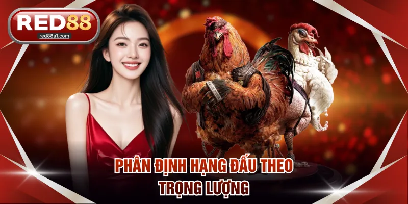 Chọi Gà Campuchia - Cách Thức Giải Trí Đặc Sắc Trên RED88 - comet89