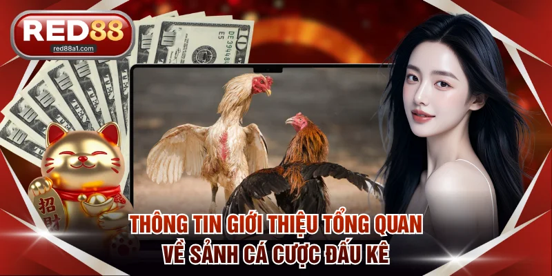 Đá Gà RED88 - Thế Giới Giải Trí Cùng Chiến Kê Đẳng Cấp - comet89