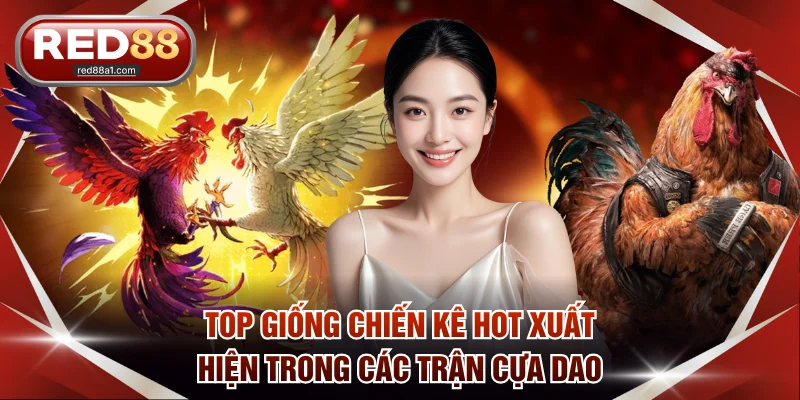 Đá Gà Cựa Dao - Đấu Trường Sinh Tử, Cực Hot Trên RED88 - comet89